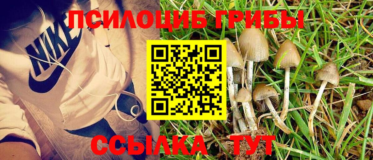 Амурск  Галлюциногенные грибы Cubensis  Вход с VPN 